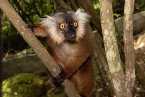 Female black lemur