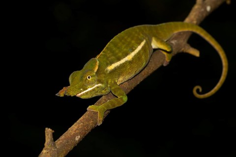Petter's chameleon
