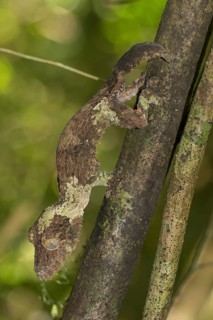 Mossy leaf-tailed gecko