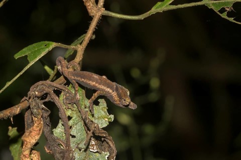 Chameleon