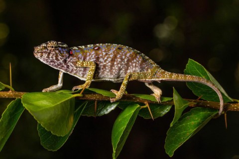 Rediscovered female voeltzkow's chameleon