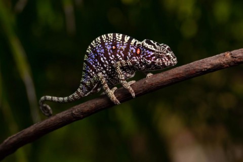 Rediscovered female voeltzkow's chameleon