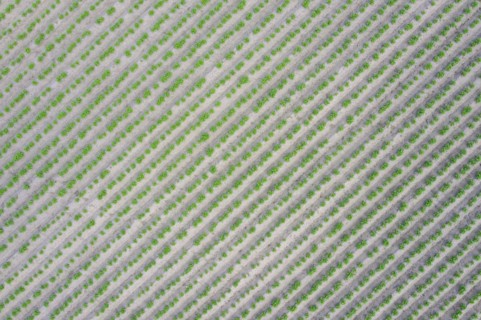 Aerial view over rows of green shoots of potato
