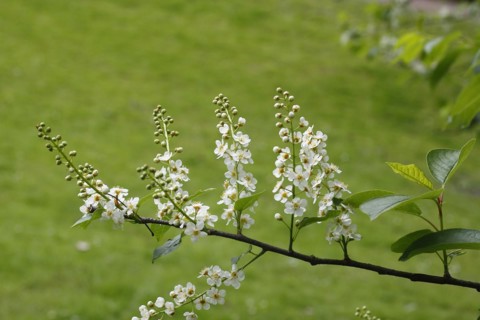 European bird cherry