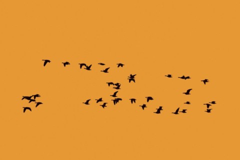 Flock of greater white-fronted geese