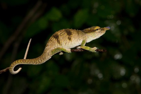 Male chameleon