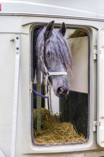 A grey horse looks out curiously at the window of a horse-drawn vehicle