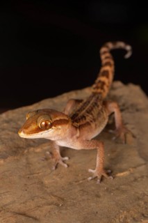 Stumpff's ground gecko