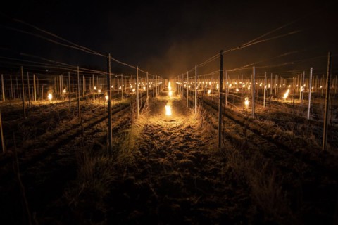 Fires loom on the vineyard of Wackerbarth Castle in Weinboehla