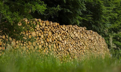 Logs of coniferous wood are stacked in a pile in the forest. Ummanz