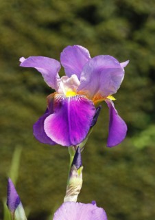 German lily hybrid