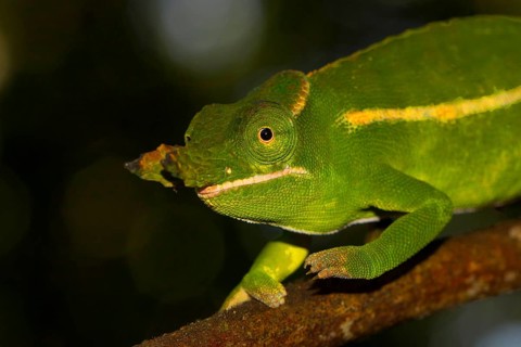 Male petter's chameleon