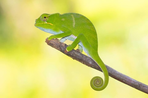 Juvenile chameleon