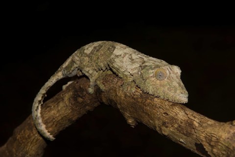 Mossy leaf-tailed gecko
