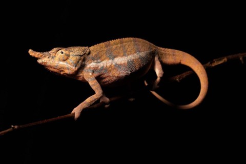 Male Angels chameleon
