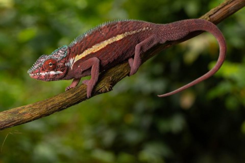 Male panther chameleon
