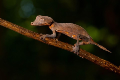 Arrow-tailed gecko