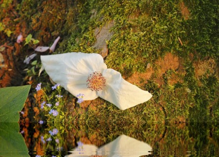 Flower dove tree