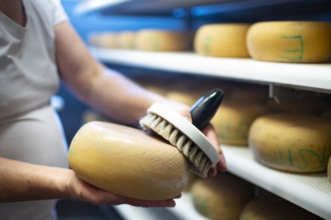 Cheese dairy. Woman cleans a hard cheese with brine
