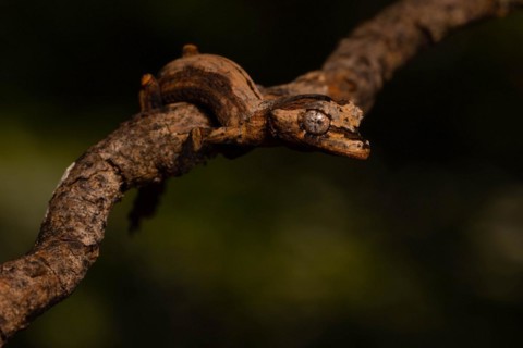 Guenther's flat-tailed gecko
