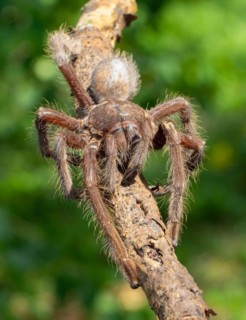 Tarantula