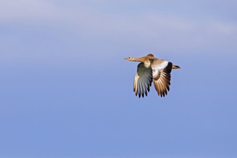 Great bustard