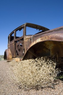 Old rusty car and Prickly Russian Thistle