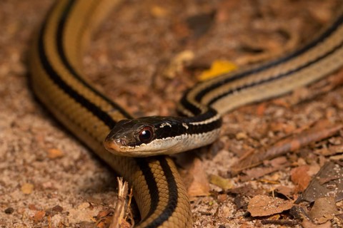 Four-striped snake
