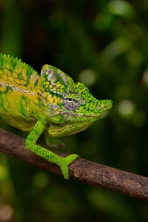 Rediscovered male voeltzkow's chameleon