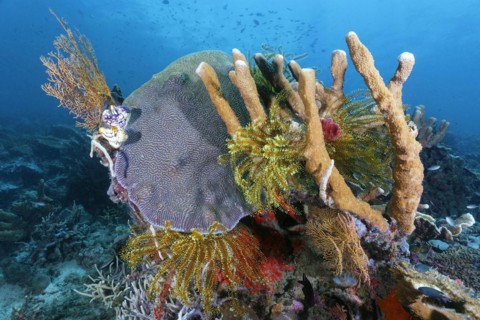 Left and right bottom Horn Coral
