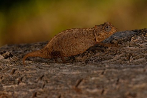 Ankarana ground chameleon