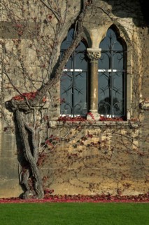 Autumn leaves on wall of Christ Church College of the Oxford University