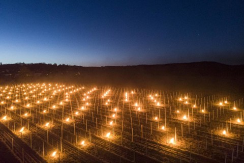 Fires loom on the vineyard of Wackerbarth Castle in Weinboehla