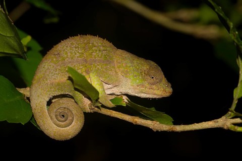 Chameleon