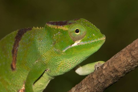 Close-up of a Timos chameleon