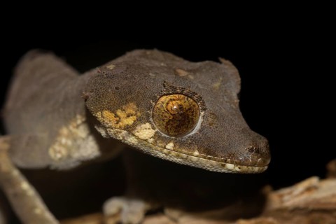Close-up