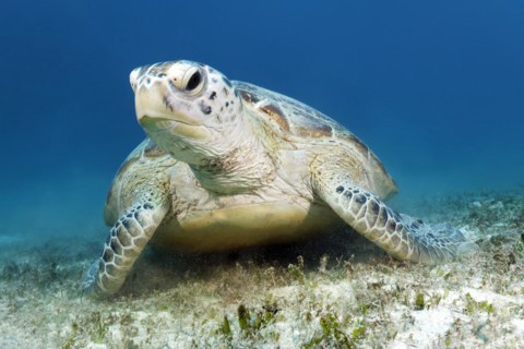 Green turtle