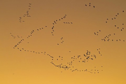 Flock of greater white-fronted geese