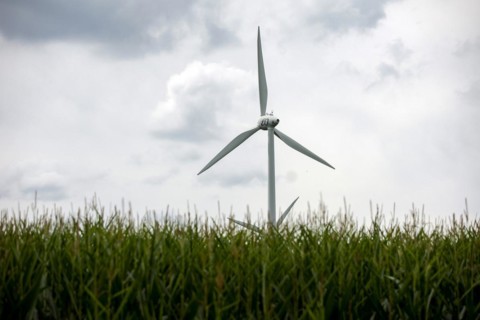 Two wind turbines behind a corn field in Luckau