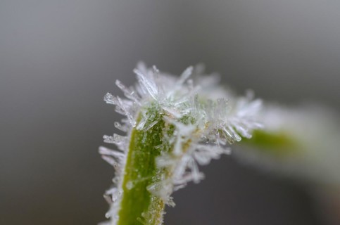Ice crystalline on frozen grass