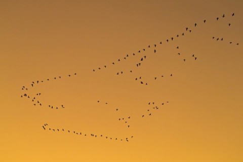 Flock of greater white-fronted geese