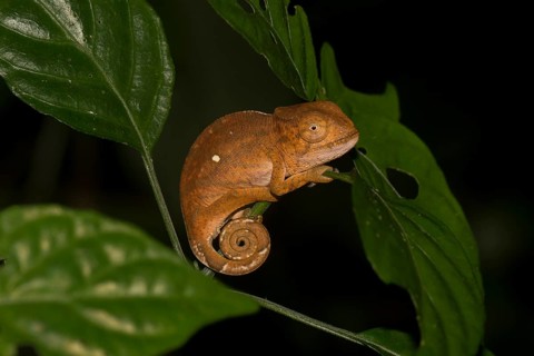 Chameleon
