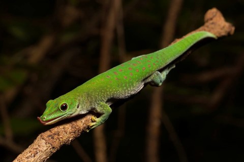 Koch's day gecko