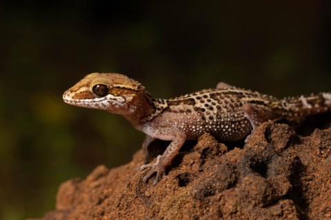 Stumpff's ground gecko