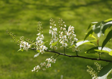 European bird cherry
