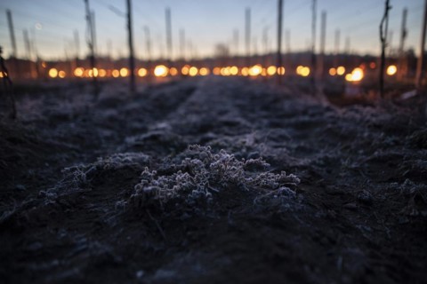 Fires loom on the vineyard of Wackerbarth Castle in Weinboehla