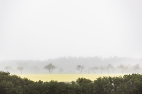 Trees stand out in dreary weather in Vierkirchen