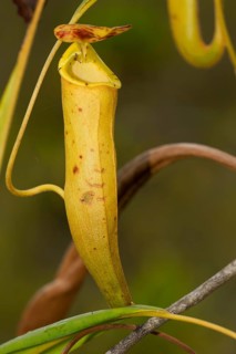 Climbing pitcher of a carnivorous pitcher plant