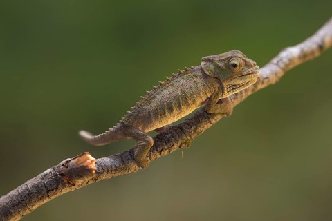 Blue-legged chameleon