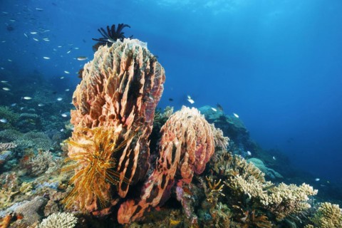 Barrel sponge